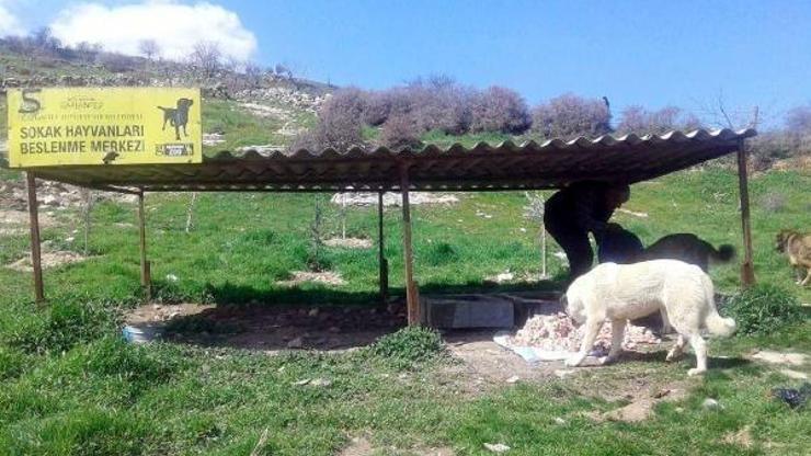 Gaziantepte, sokak hayvanları unutulmuyor
