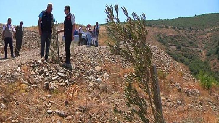 Hatay’da yanan araziler gelir getirici tür ağaçlar ile hayat buluyor