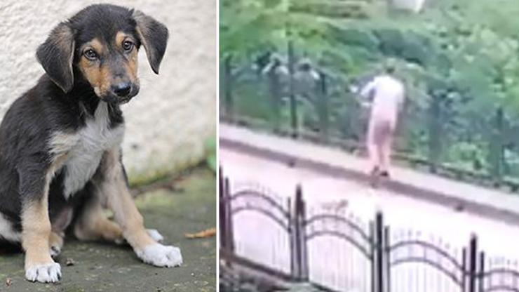 Yavru köpeği dereye atan işçinin cezası belli oldu
