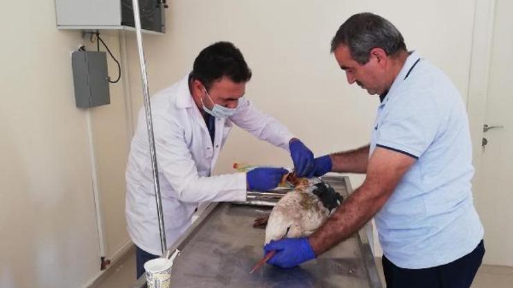 Kanadı yaralı leylek tedaviye alındı