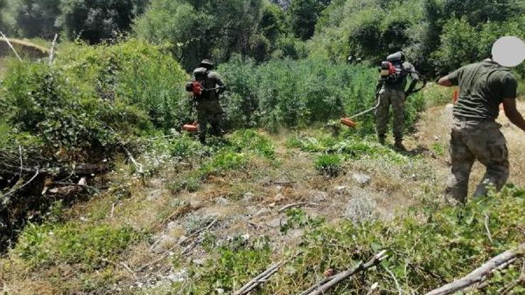 Licede 1 milyon 378 bin kök Hint keneviri ele geçirildi