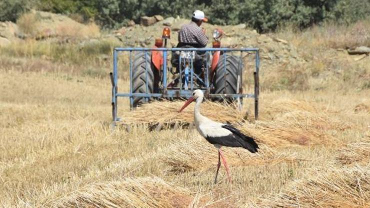 Leylek, buğday hasadı yapan çiftçinin peşinden ayrılmadı