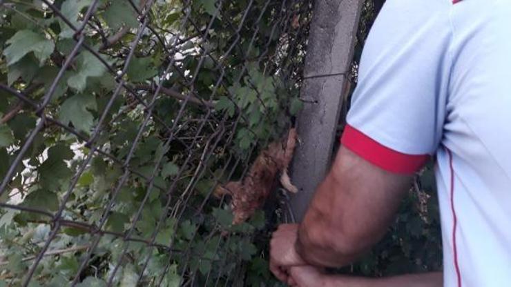 Bahçe tellerinde sıkışan yavru kedi kurtarıldı