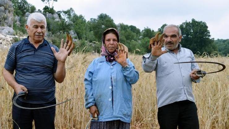 Çiftçiler, sarp arazideki ekinlerini orakla biçiyor