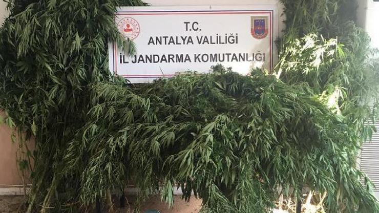 Gazipaşada uyuşturucu operasyonu