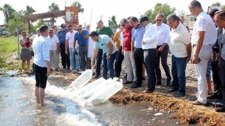 Köyceğiz Gölüne 180 bin yavru sazan bırakıldı