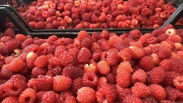 Ahududu hasadı üreticinin yüzünü güldürdü