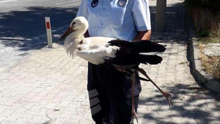 Kanadı yaralı leylek, tedaviye alındı
