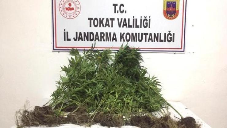 Ormanlık alanda Hint keneviri ele geçirildi