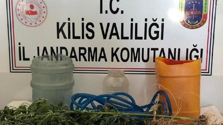 Kilis’te, 108 kök kenevir ele geçirildi