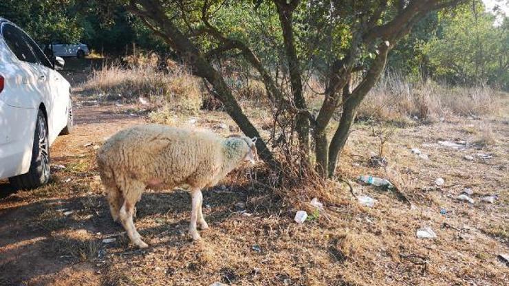 Yakınları serbest kalan Sel kardeşler için kurban kesti