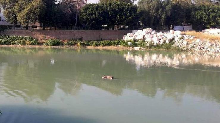 Domuz leşini görüp insan sandılar