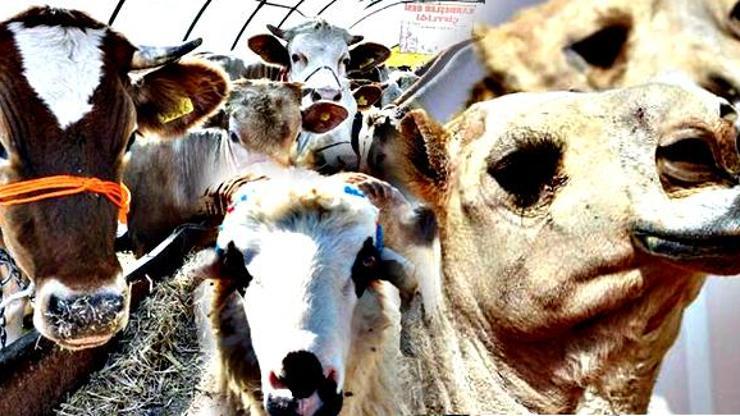 Kurbanlık hayvanlar nelerdir Kurbanın en az kaç yaşında olması gerekir