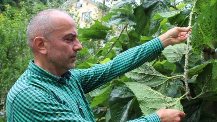 Doğu Karadeniz’de vampir böcek alarmı