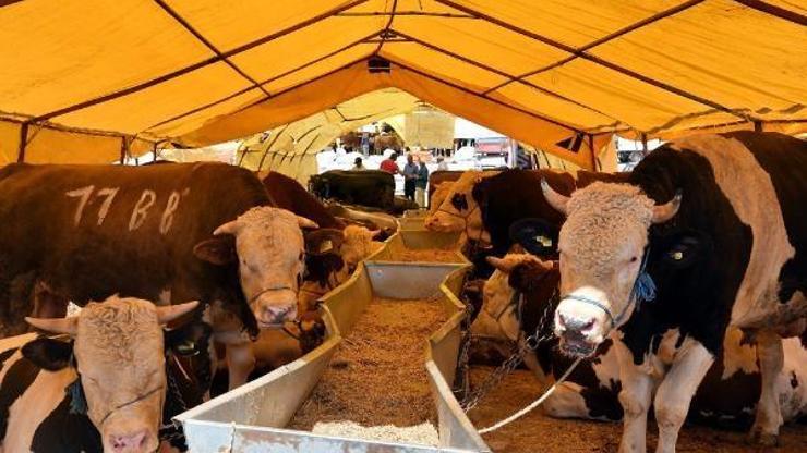 Kurban keserken dikkat edilmesi gerekenler nelerdir