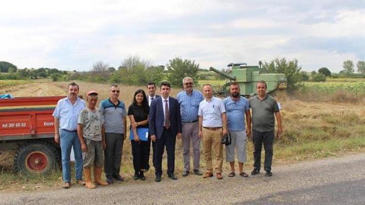 Deneme ekimi yapılan siyez ve kavılca buğday hasat edildi