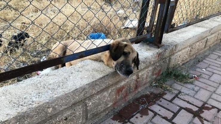 Korkuluğa sıkışan köpeği itfaiye kurtardı