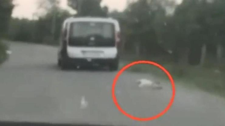 Savunması pes dedirtti: Köpek zaten ölüydü