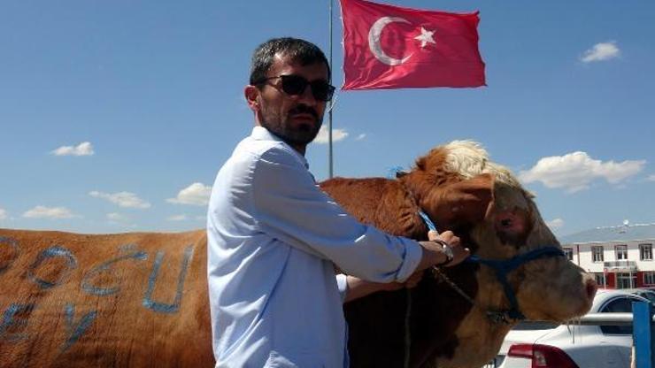 Erzurum kurban pazarının bir tonluk boğaları