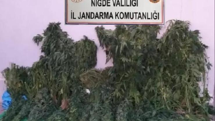 Niğdede jandarmadan uyuşturucu operasyonu