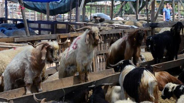 Adanada kurban pazarları hareketlendi