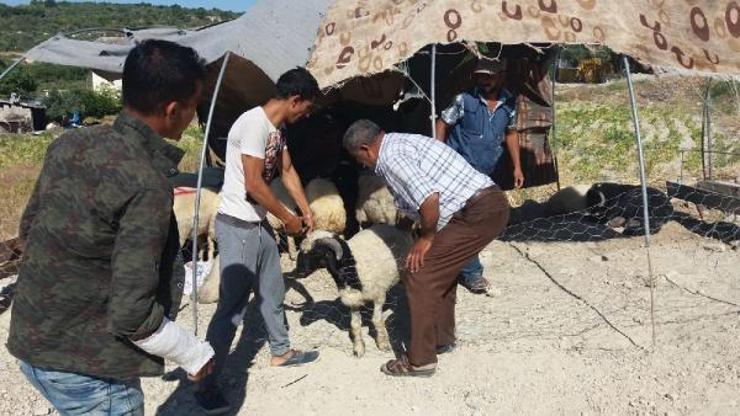 Altınözü’nde kurbanlık satış yeri denetlendi