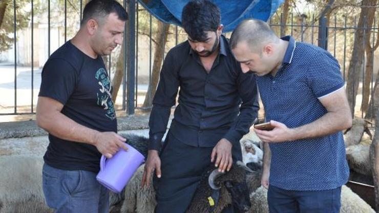 İslahiye’de dişi kurbanlık denetimi