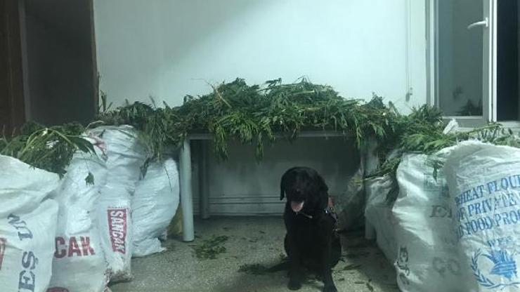 Narkotik köpeği Puslu tepki verdi, uyuşturucu bulundu