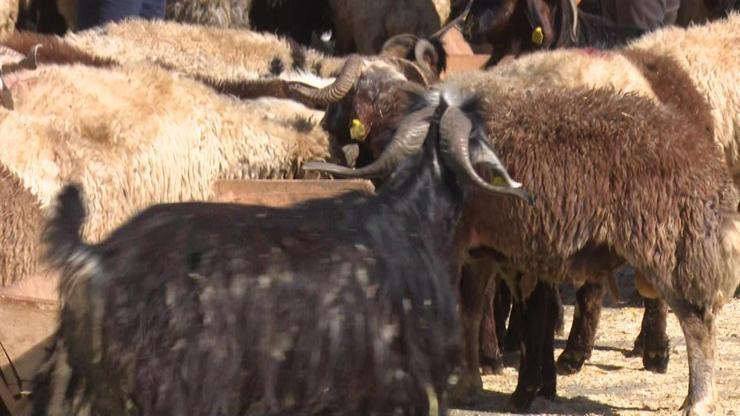 Kurban Bayramı Nedir Kurban Bayramının Anlamı Ve Önemi…