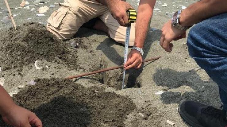 Hatayda 60 deniz kaplumbağası yavrusu deniz ile buluştu