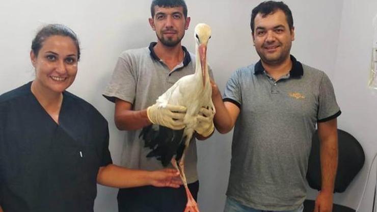 Yaralı leylek tedavisinin ardından doğaya bırakıldı