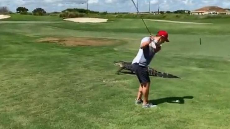 Timsaha rağmen golf oynamaya devam etti