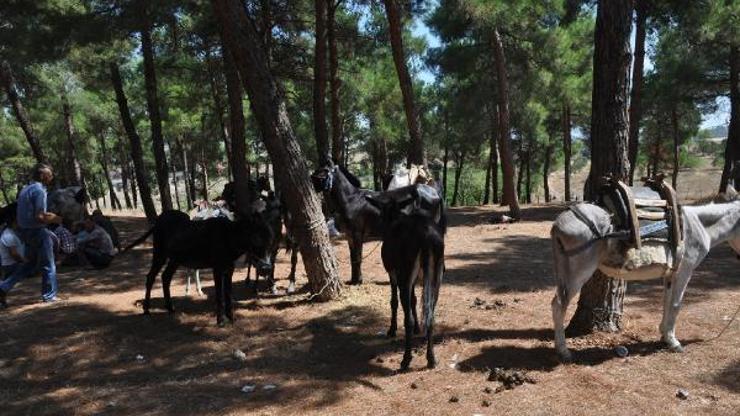 Bayramiç Panayırında at ve eşekler satışa çıktı