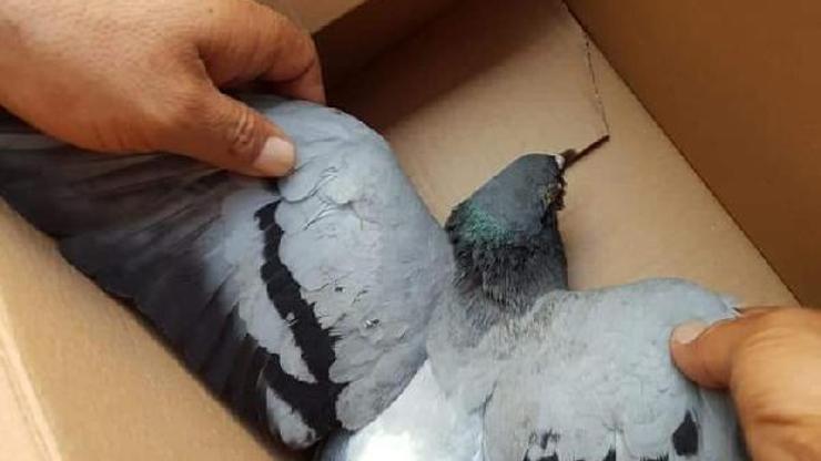Martılar saldırdığı güvercin veterinere götürüldü