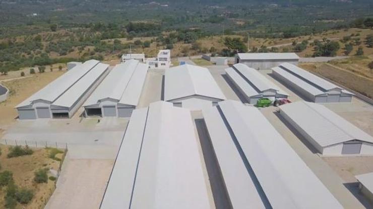 Türkiyenin en sağlıklı keçi çiftliği İzmirde kuruldu