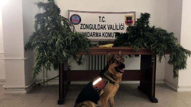 Kenevirleri sularken yakalandı