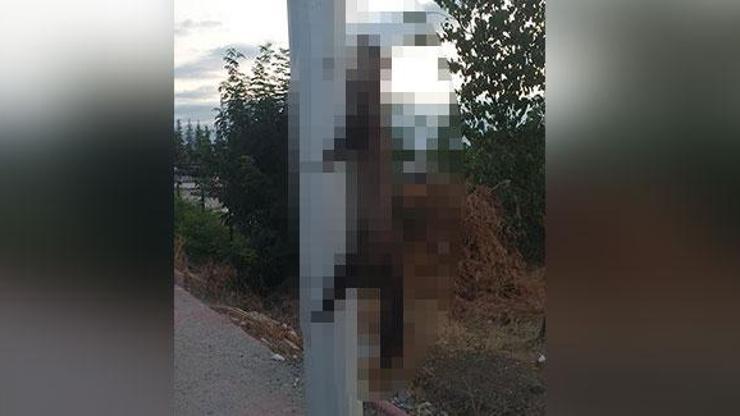 Tek kelimeyle vahşet Boynundan ve ayaklarından bağlayıp direğe astılar