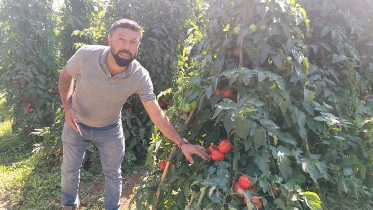 Altın domates, üreticisini üzdü