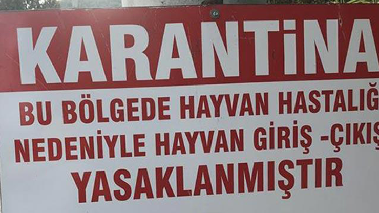 Konyada veba karantinası: Küçükbaş hayvan giriş ve çıkışı kapatıldı