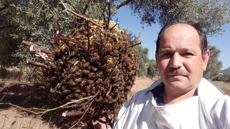 Kaçan arılar 3 ay sonra evine döndü