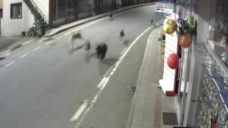Yavru ayı ve köpekler Rizeyi birbirine kattı