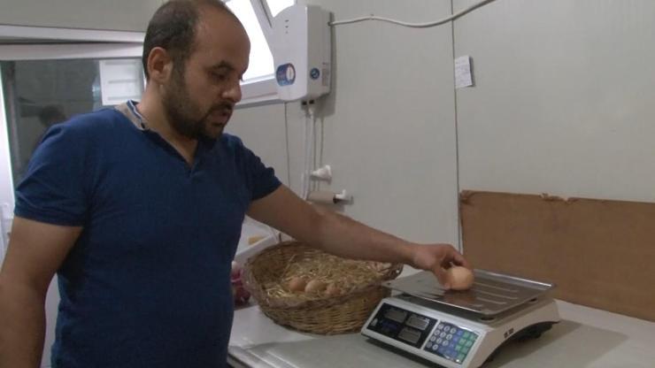 Tavuk 136 gramlık yumurta yumurtladı