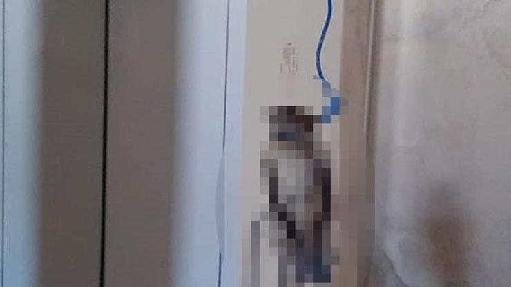 Tek kelimeyle vahşet Serçeyi boğazından bağlayıp astılar