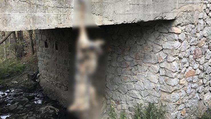 Yer: Bayburt... Köprü korkuluklarına asılı kurt ölüsü bulundu