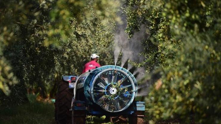 Orhangazi’de zeytin toplama yevmiyeleri belirlendi
