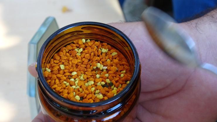 İçinde 70e yakın vitamin olan polenin bilinmeyen yönleri