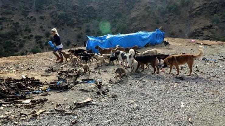 Şemdinlide Eda öğretmenin köpek sevgisi