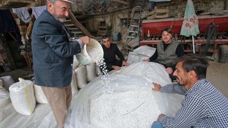 Yenişehirli çiftçiler, kuru fasulye hasadına başladı