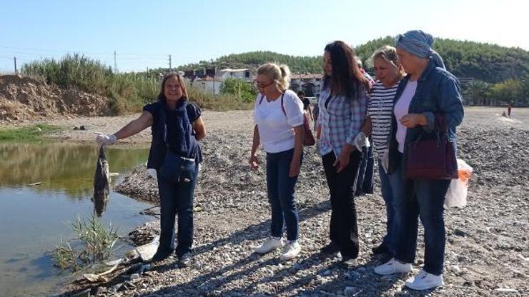 Kedilerin ölümünden sonra sahilde balon balığı aradılar