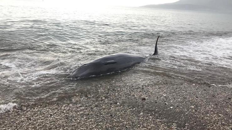 Antalyada kıyıya vuran balina, kurtarılarak denize bırakıldı